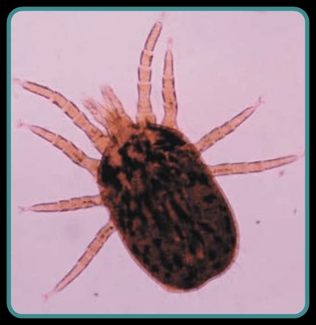 bird mite d. gallinae