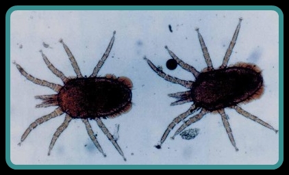 bird mites life cycle