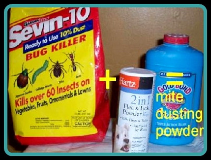 Bird Mite Treatment Strategies For The Home