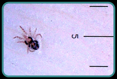 Bird Mite Characteristics